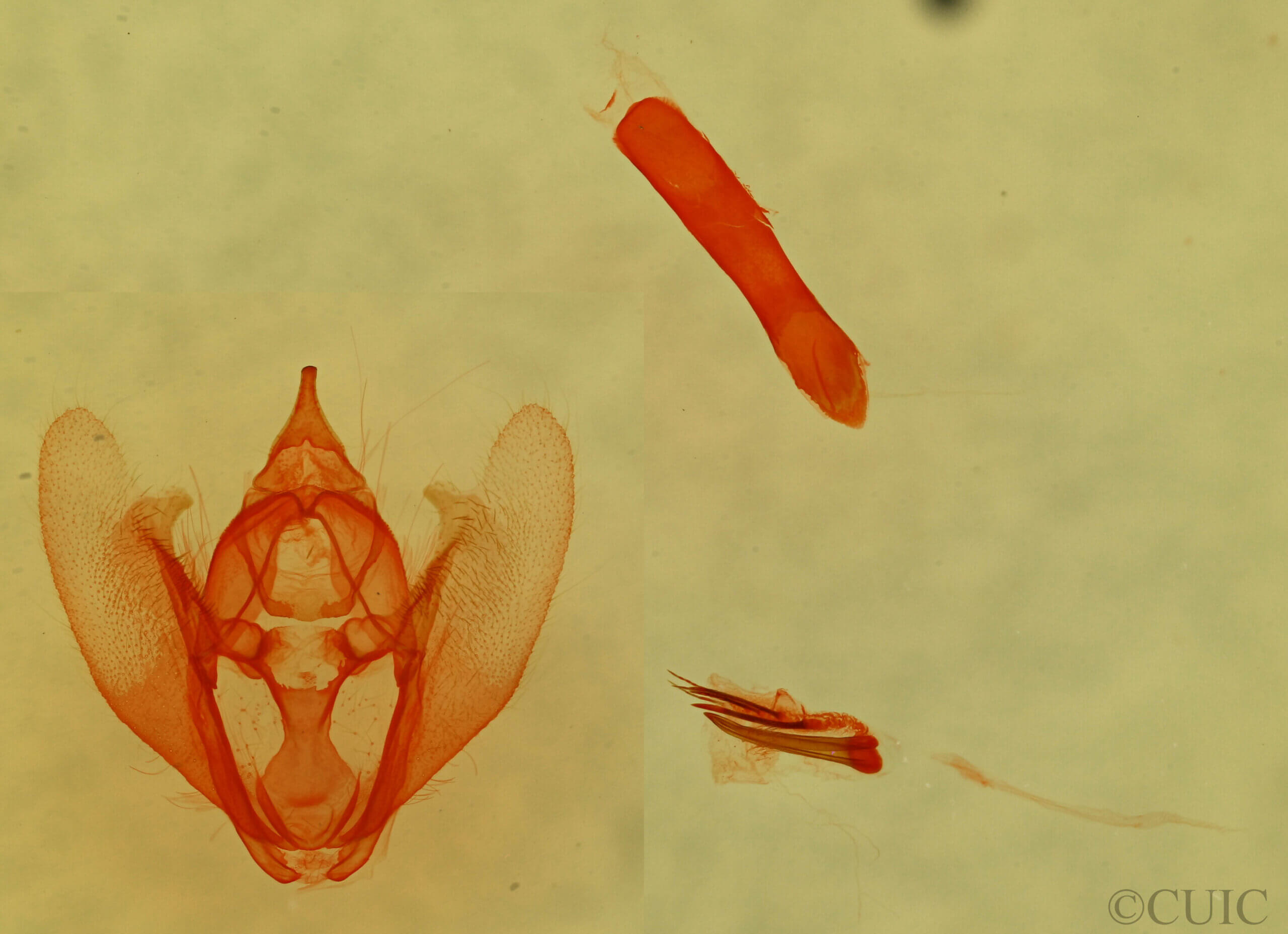 genitalia view of adult Sericoptera virginaria