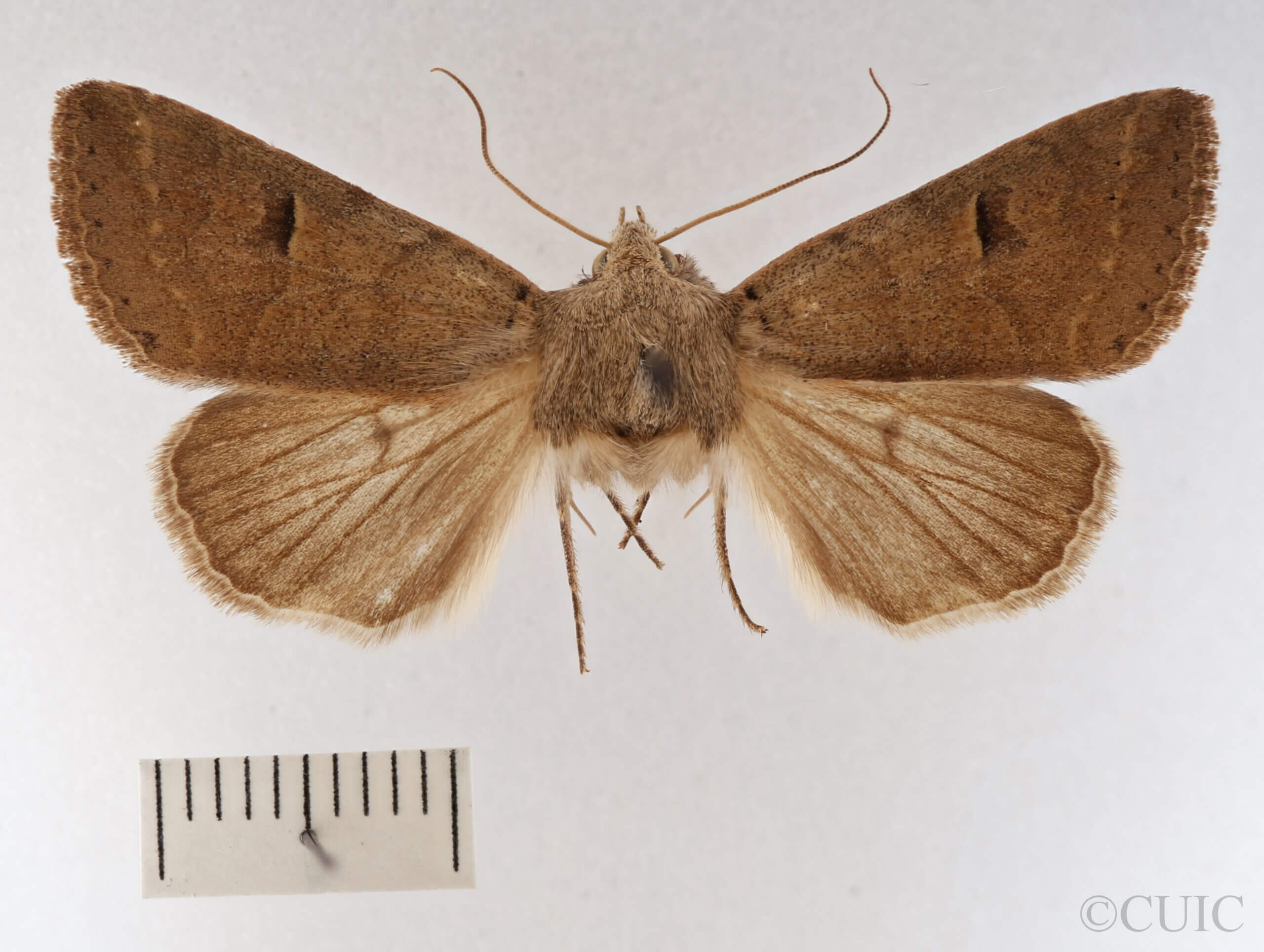 dorsal view of adult Cissusa mucronata Calif AGR