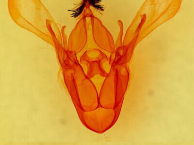 genitalia view of adult Cissusa mucronata Calif AGR