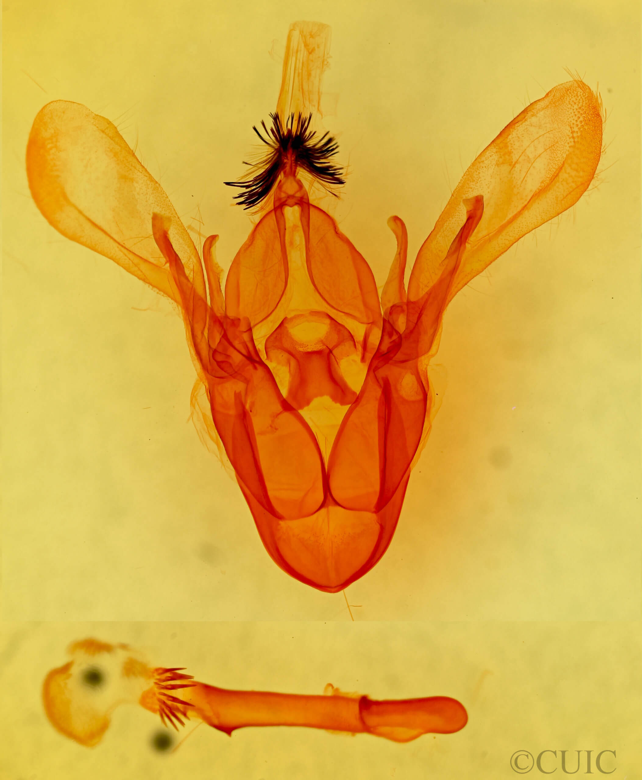 genitalia view of adult Cissusa mucronata Calif AGR