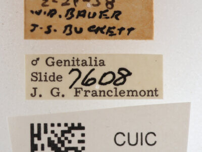 label view of adult Cissusa mucronata Calif AGR