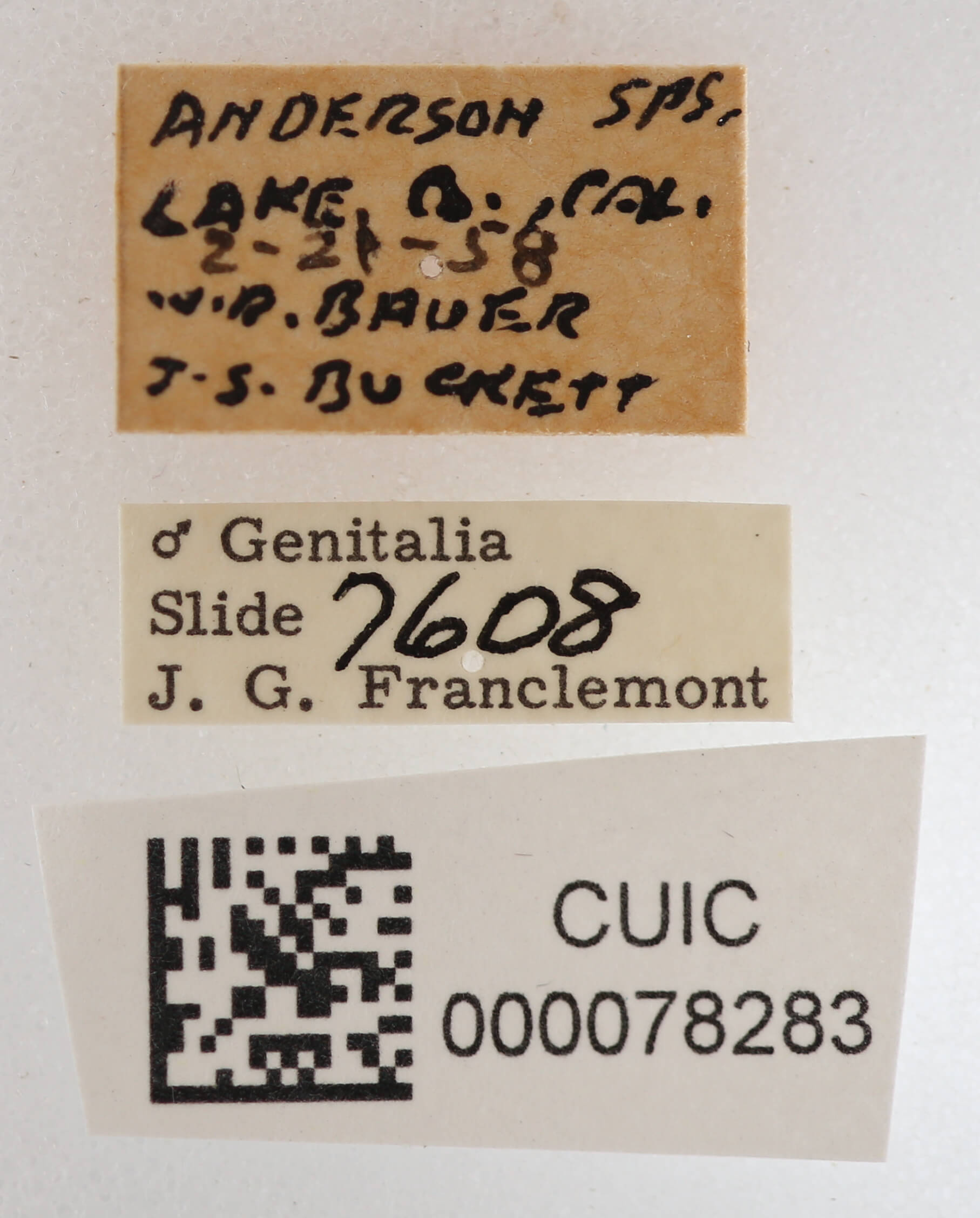 label view of adult Cissusa mucronata Calif AGR