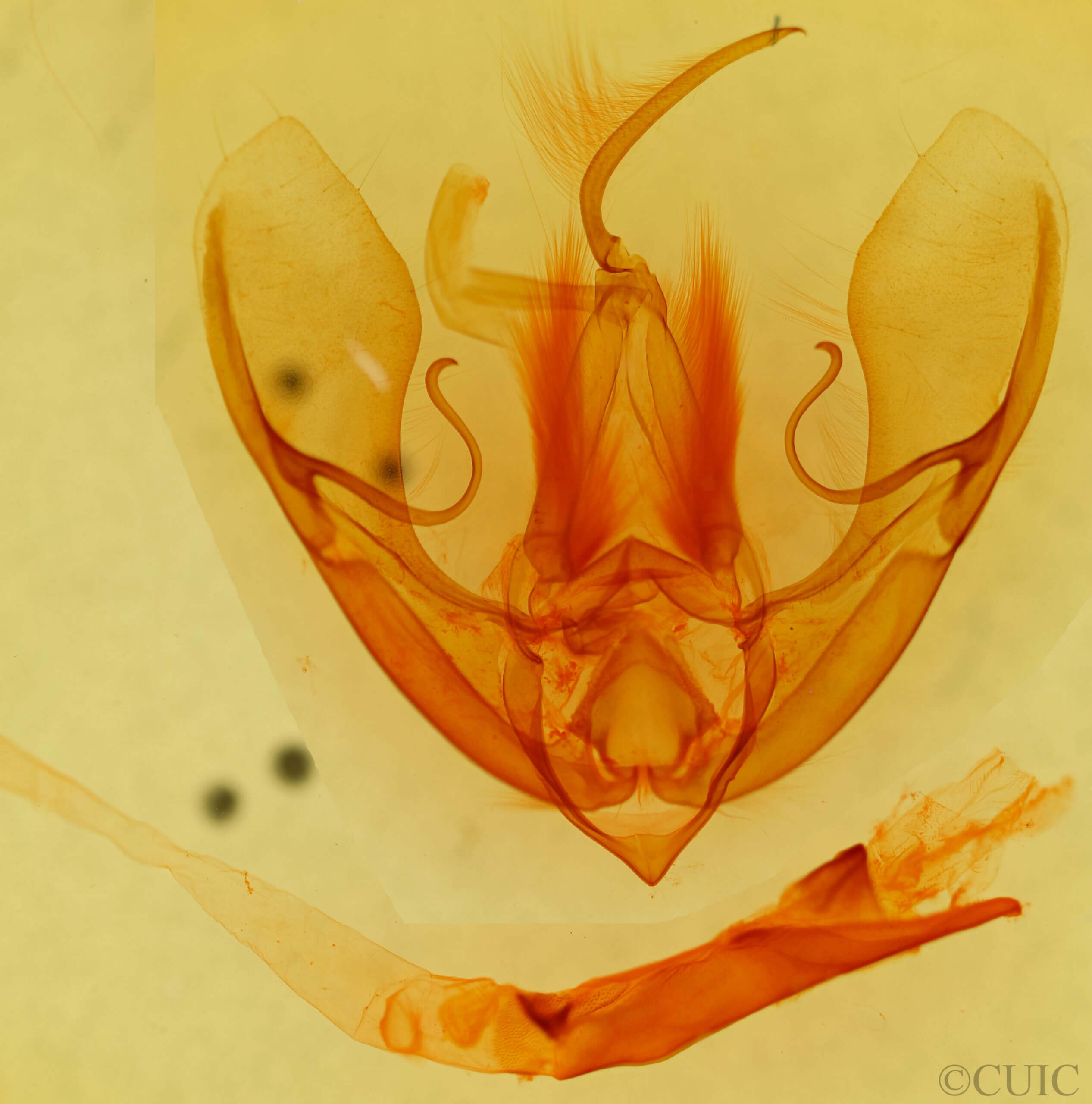 genitalia view of adult Litoprosopus hatuey?