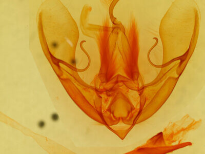 genitalia view of adult Litoprosopus hatuey?