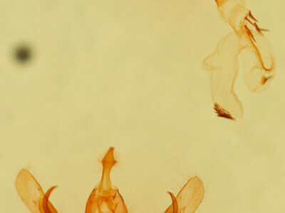 genitalia view of adult Neleucania patricia