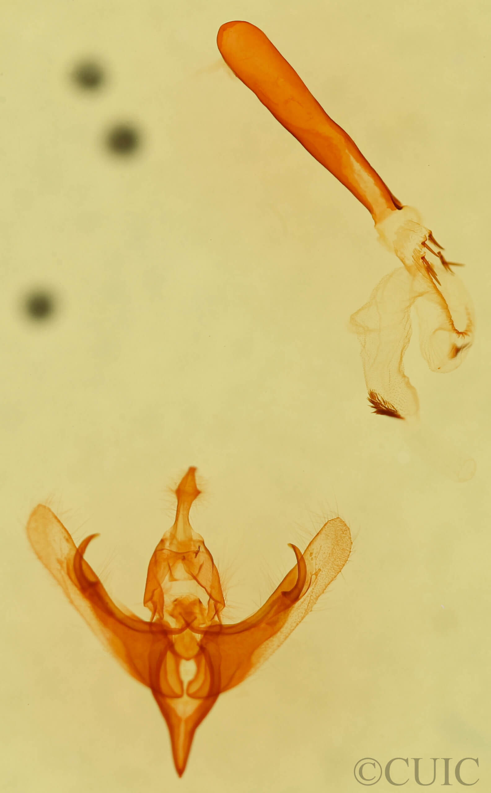 genitalia view of adult Neleucania patricia