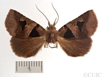dorsal view of adult Athyrma floridana 2 n. sp.