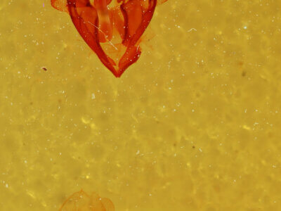 genitalia view of adult Athyrma floridana 2 n. sp.