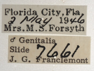 label view of adult Athyrma floridana 2 n. sp.