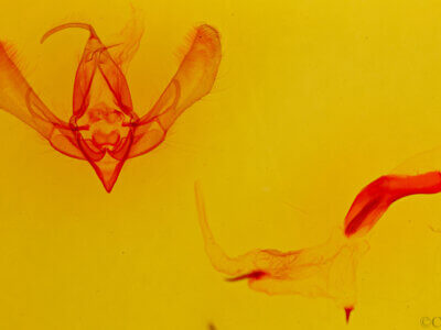 genitalia view of adult Psectrotarsia suavis