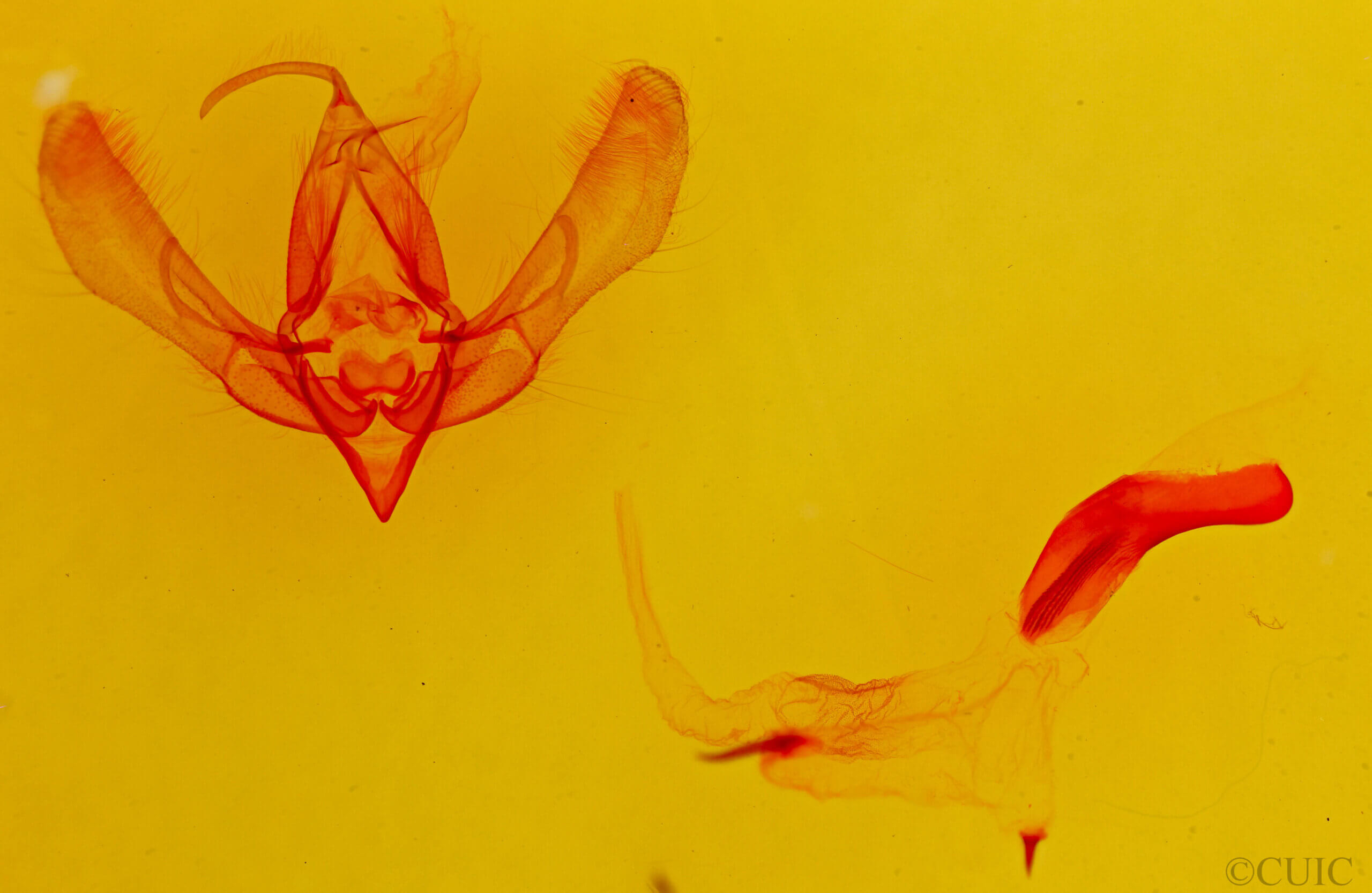 genitalia view of adult Psectrotarsia suavis