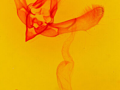 genitalia view of adult Psectrotarsia hebardi