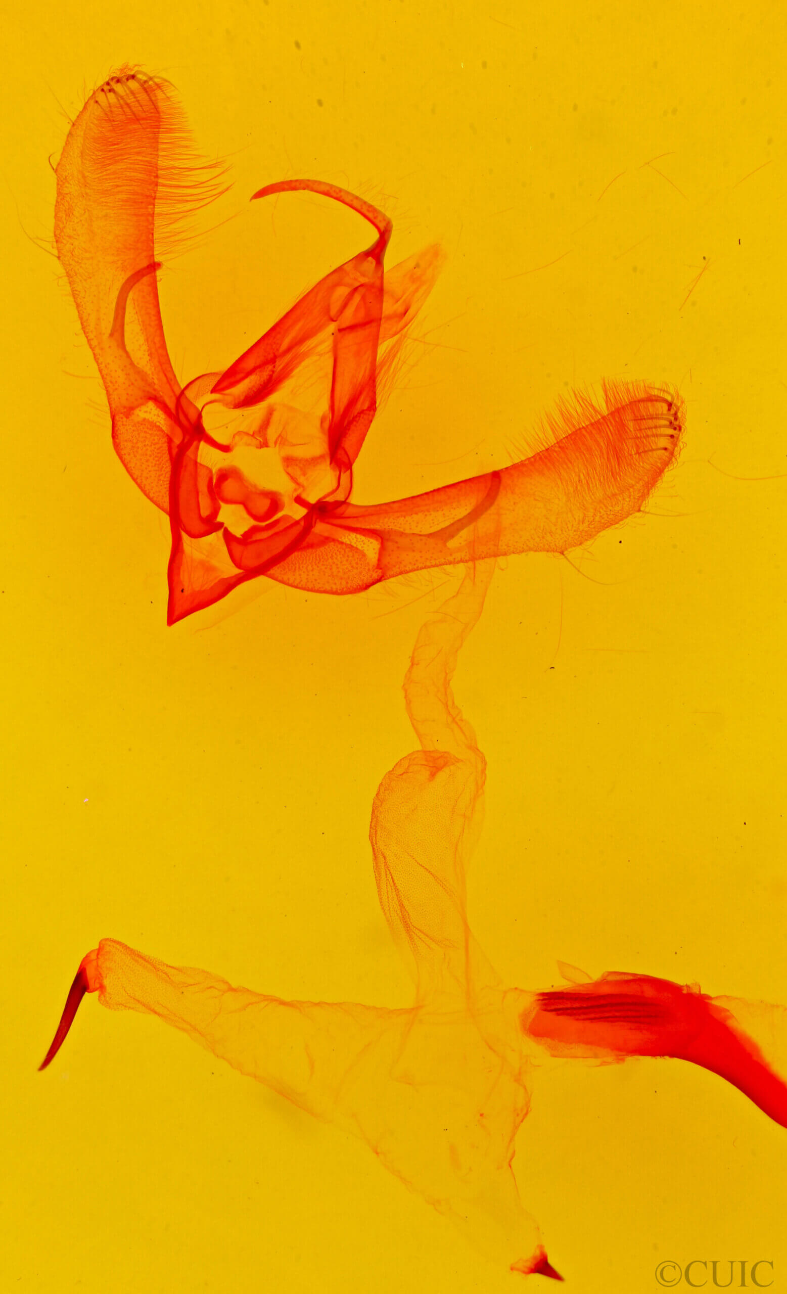 genitalia view of adult Psectrotarsia hebardi