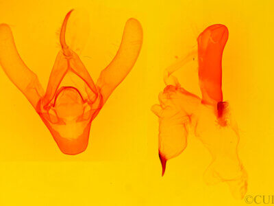 genitalia view of adult Asota ? ochreobasis ?