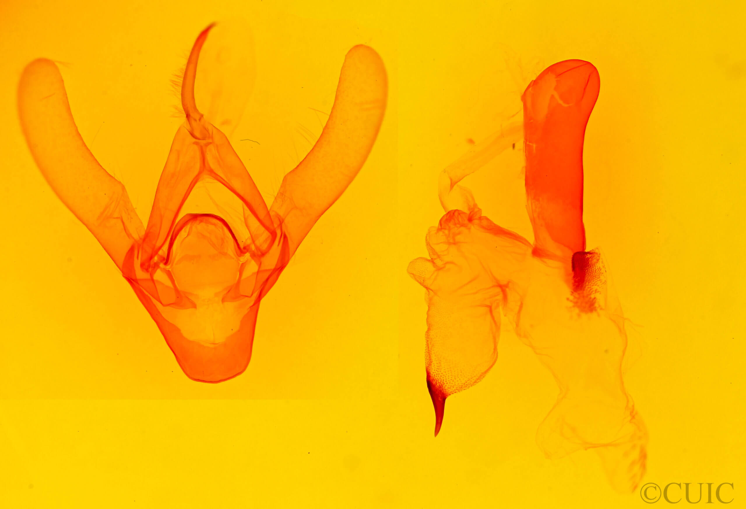 genitalia view of adult Asota ? ochreobasis ?