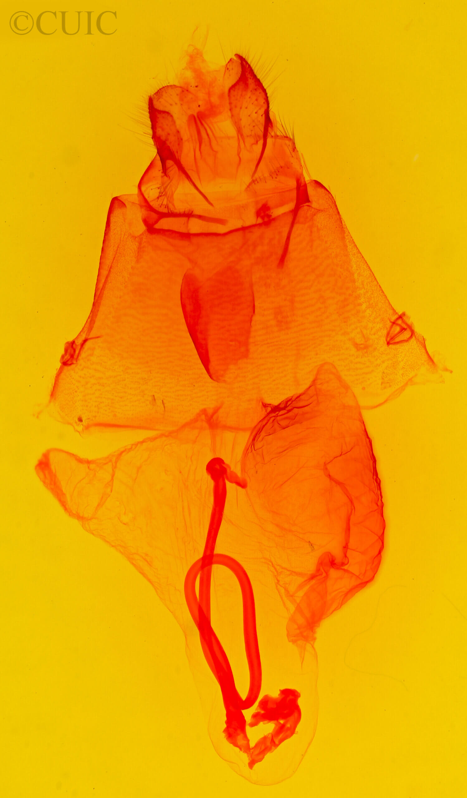 genitalia view of adult Asota ? ochreobasis ?