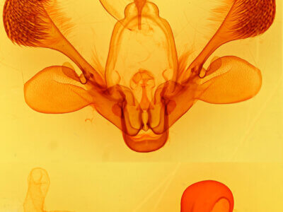 genitalia view of adult Mythimna unipuncta