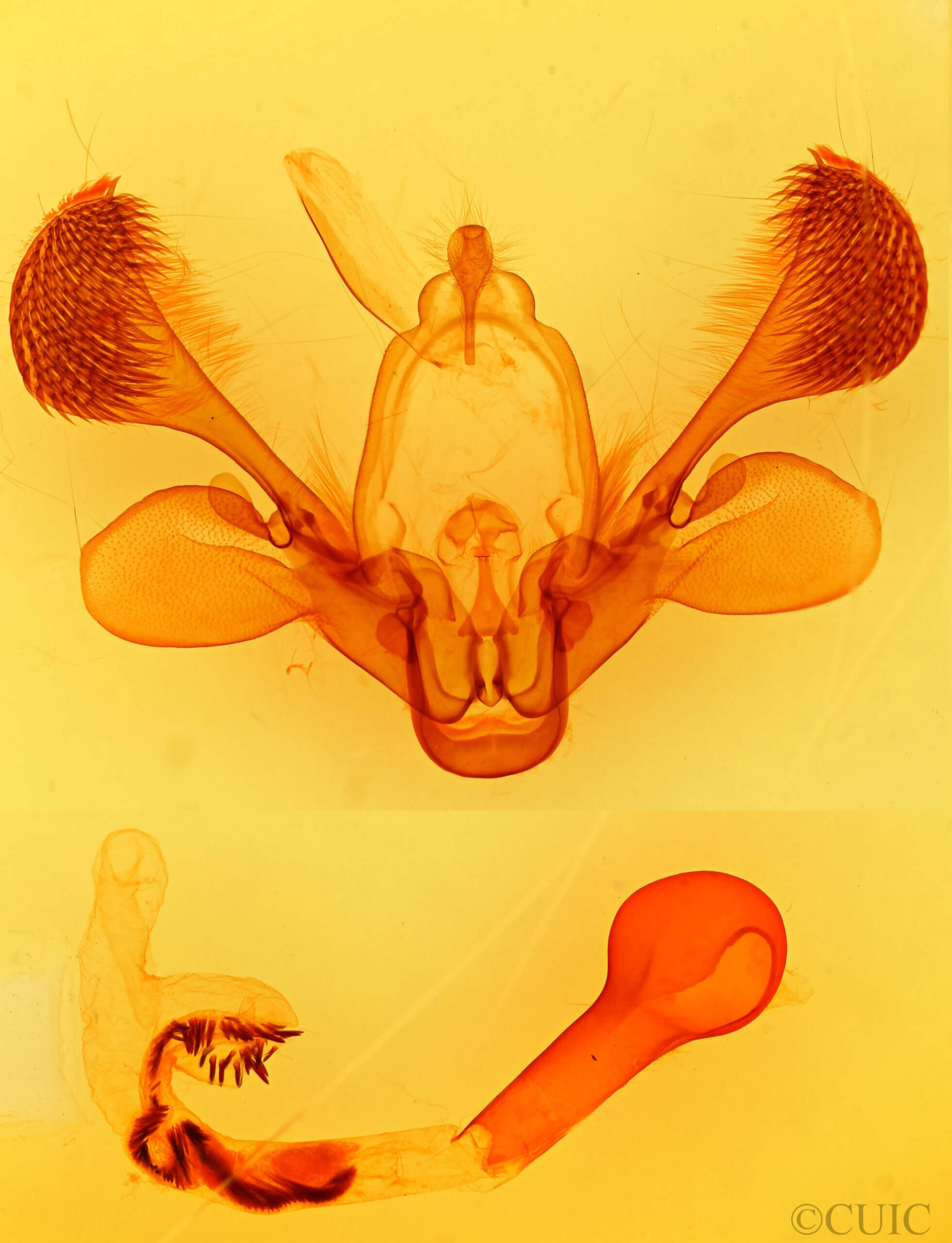 genitalia view of adult Mythimna unipuncta