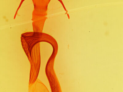 genitalia view of adult Mythimna unipuncta