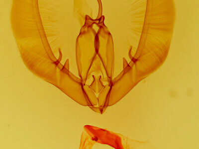 genitalia view of adult Condica vecors