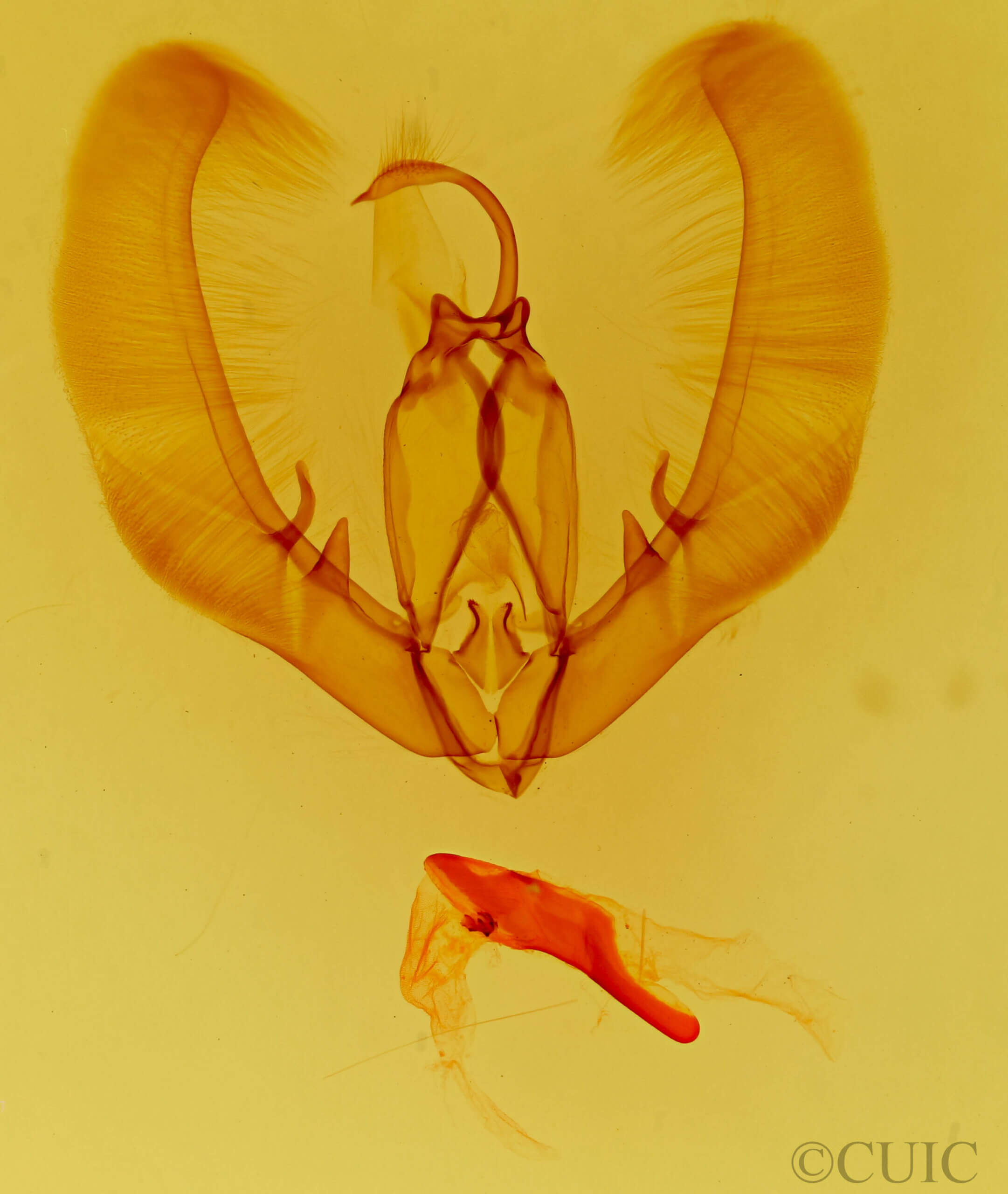 genitalia view of adult Condica vecors