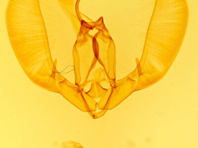 genitalia view of adult Condica selenosa