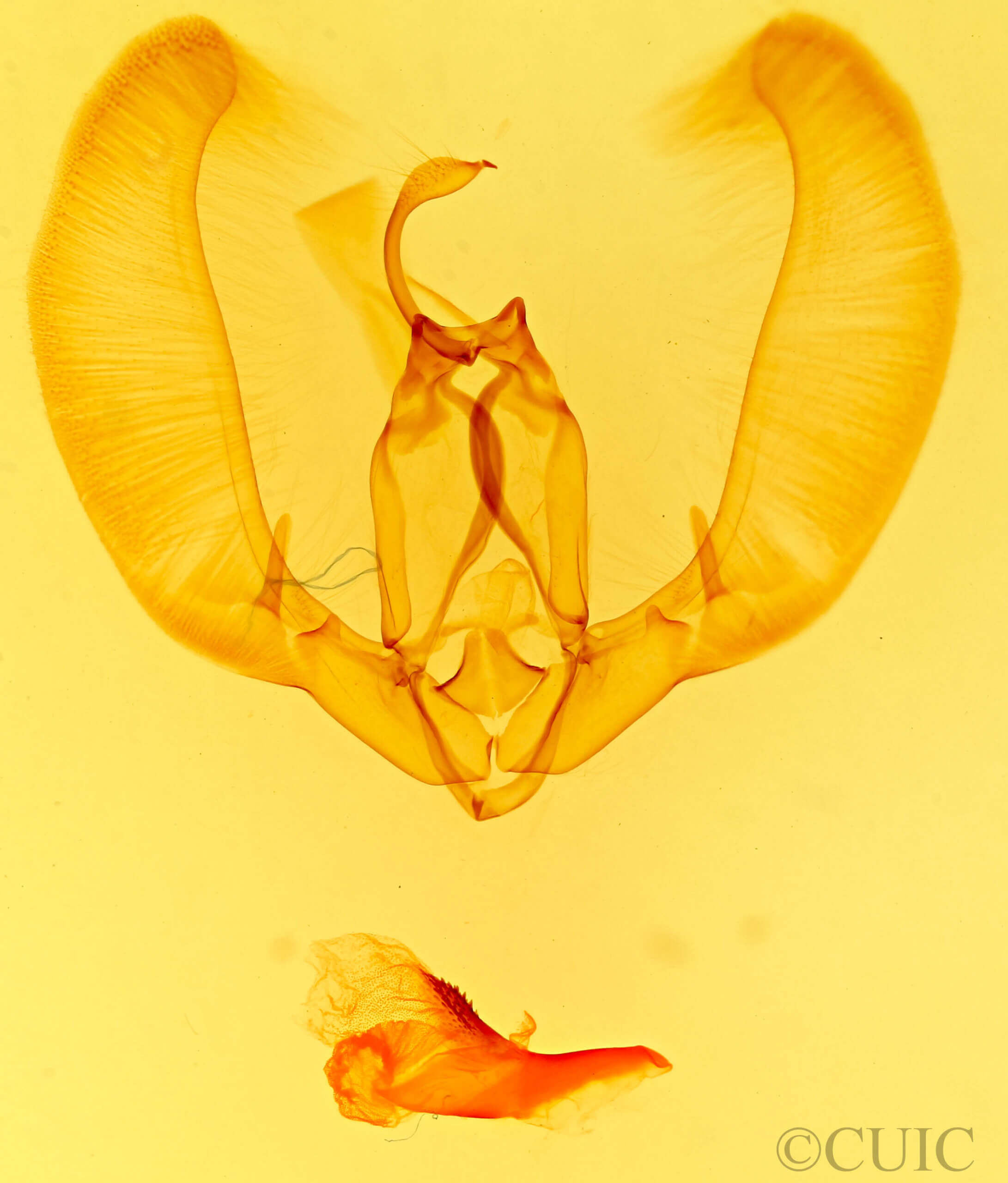 genitalia view of adult Condica selenosa