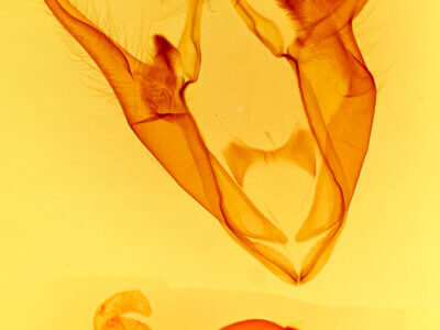 genitalia view of adult Zale submediana