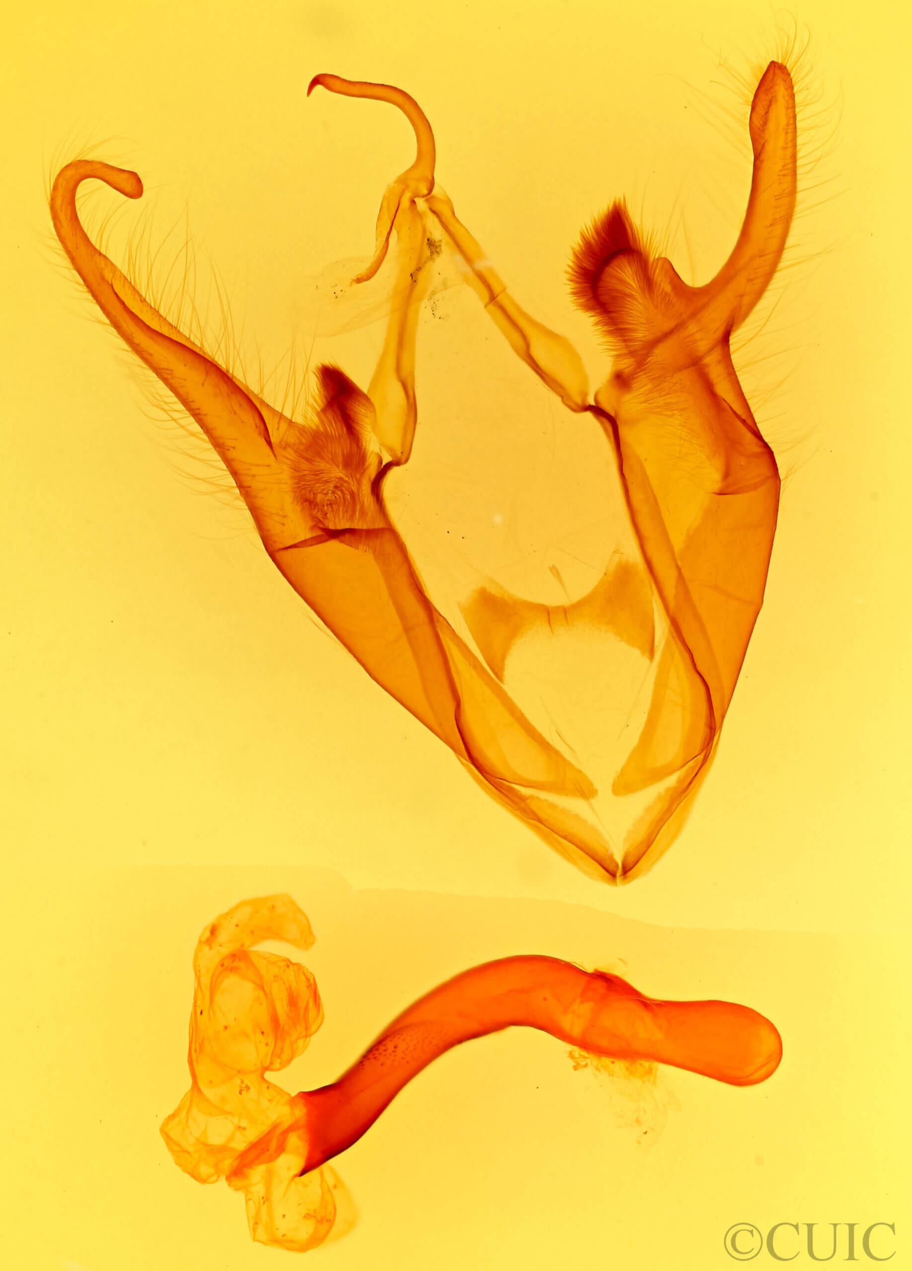 genitalia view of adult Zale submediana
