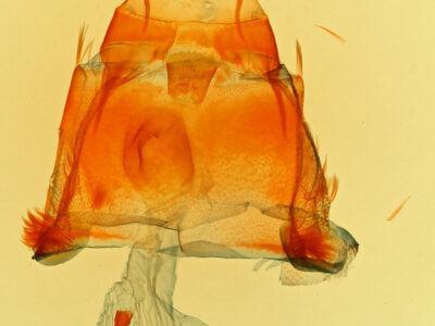 genitalia view of pupa Comachara cadburyi