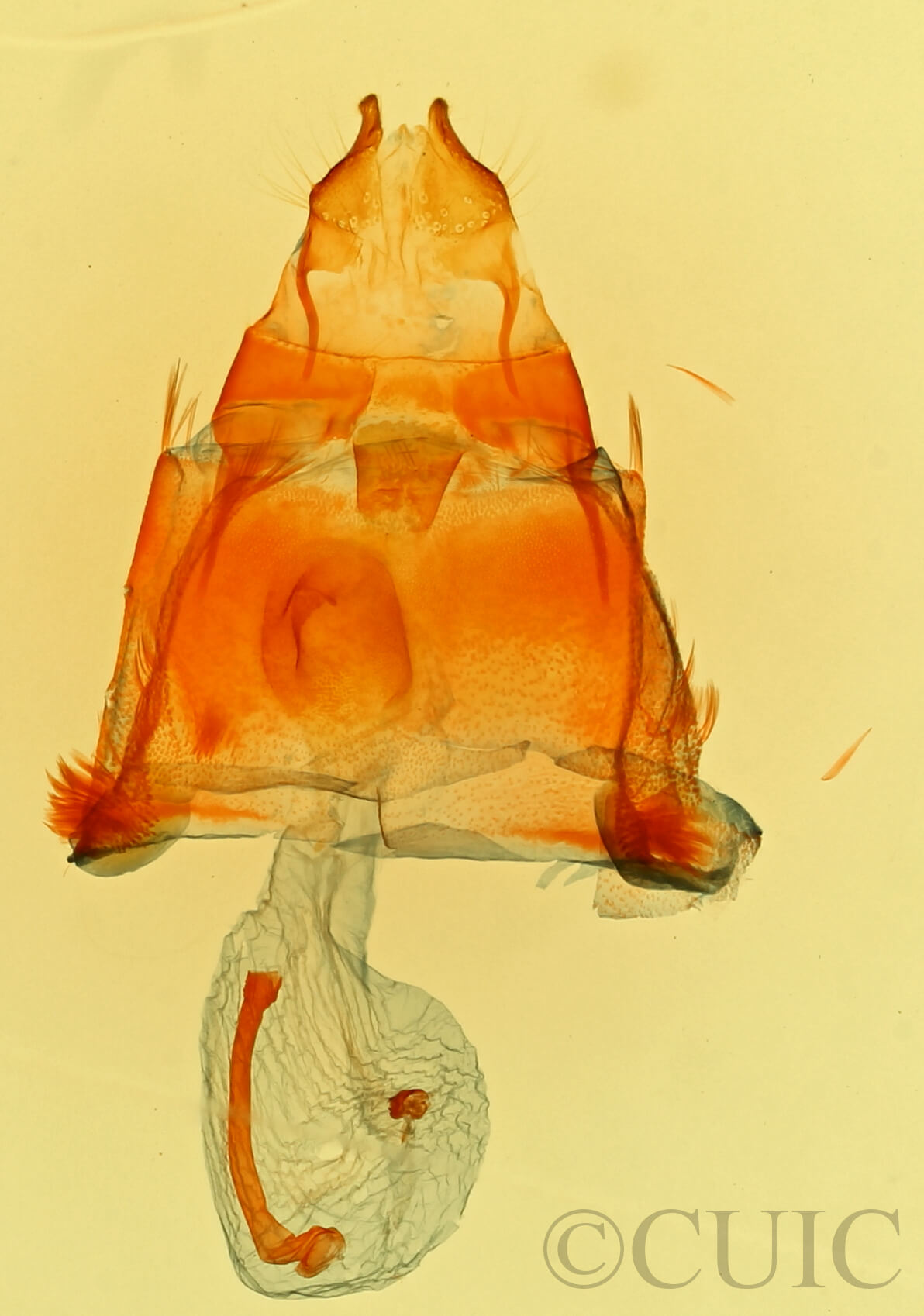 genitalia view of pupa Comachara cadburyi