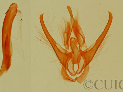 genitalia view of adult Afrida ydatodes