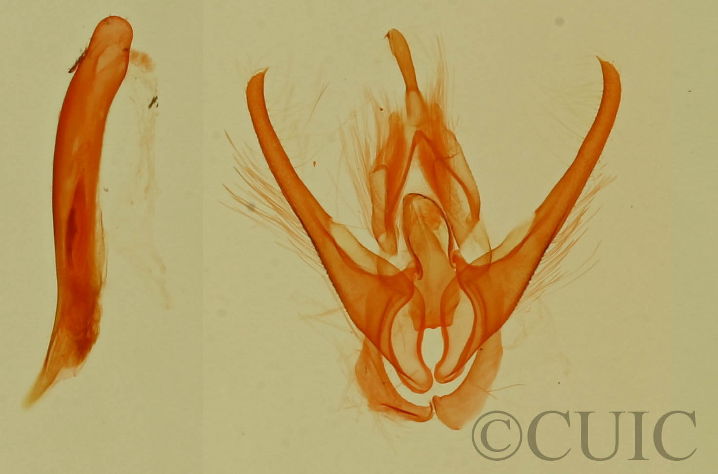 genitalia view of adult Afrida ydatodes