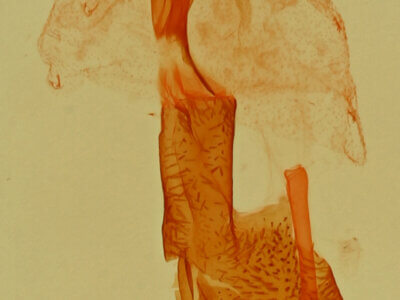 genitalia view of adult Afrida ydatodes