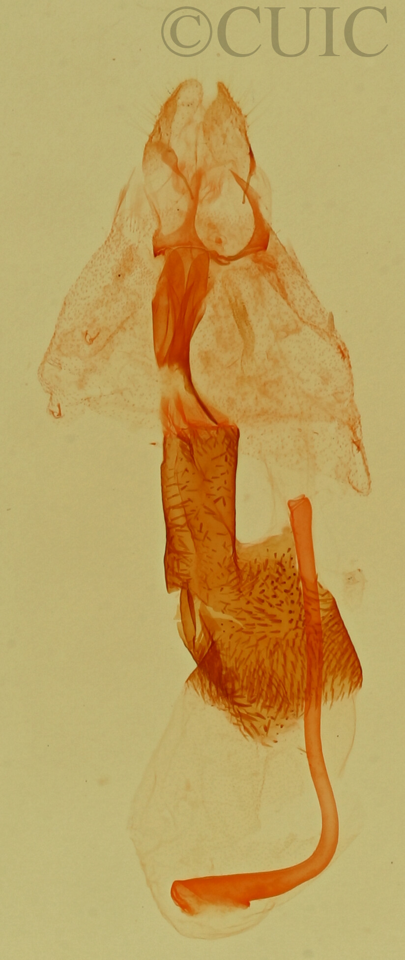 genitalia view of adult Afrida ydatodes