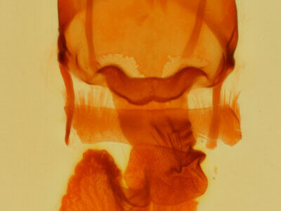 genitalia view of adult Acrapex relicta