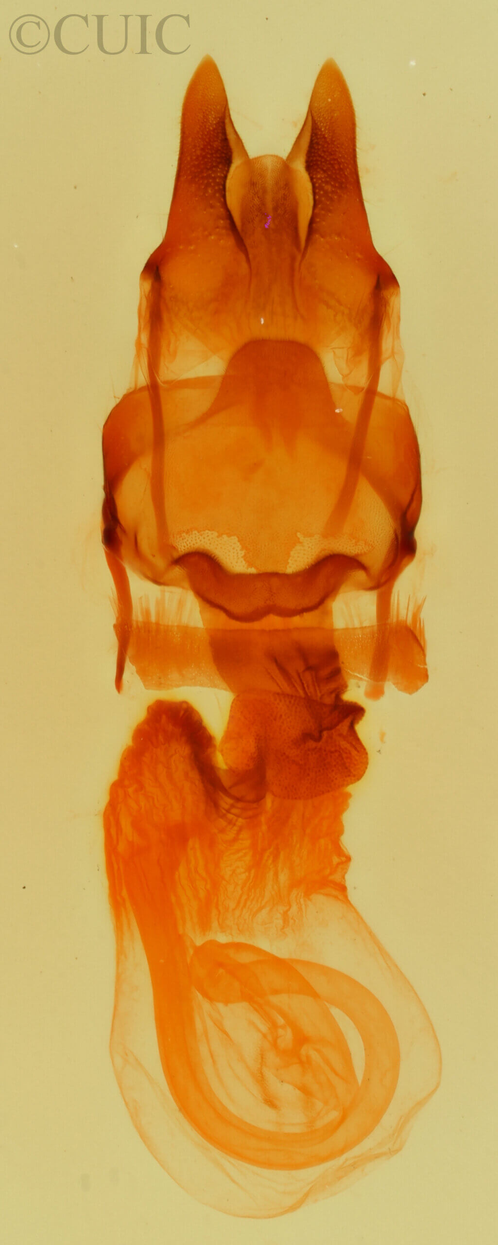 genitalia view of adult Acrapex relicta