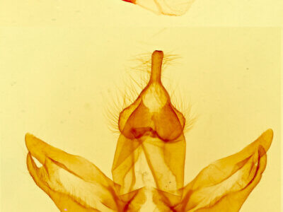 genitalia view of adult Pseudohemihyalea nr. ambigua