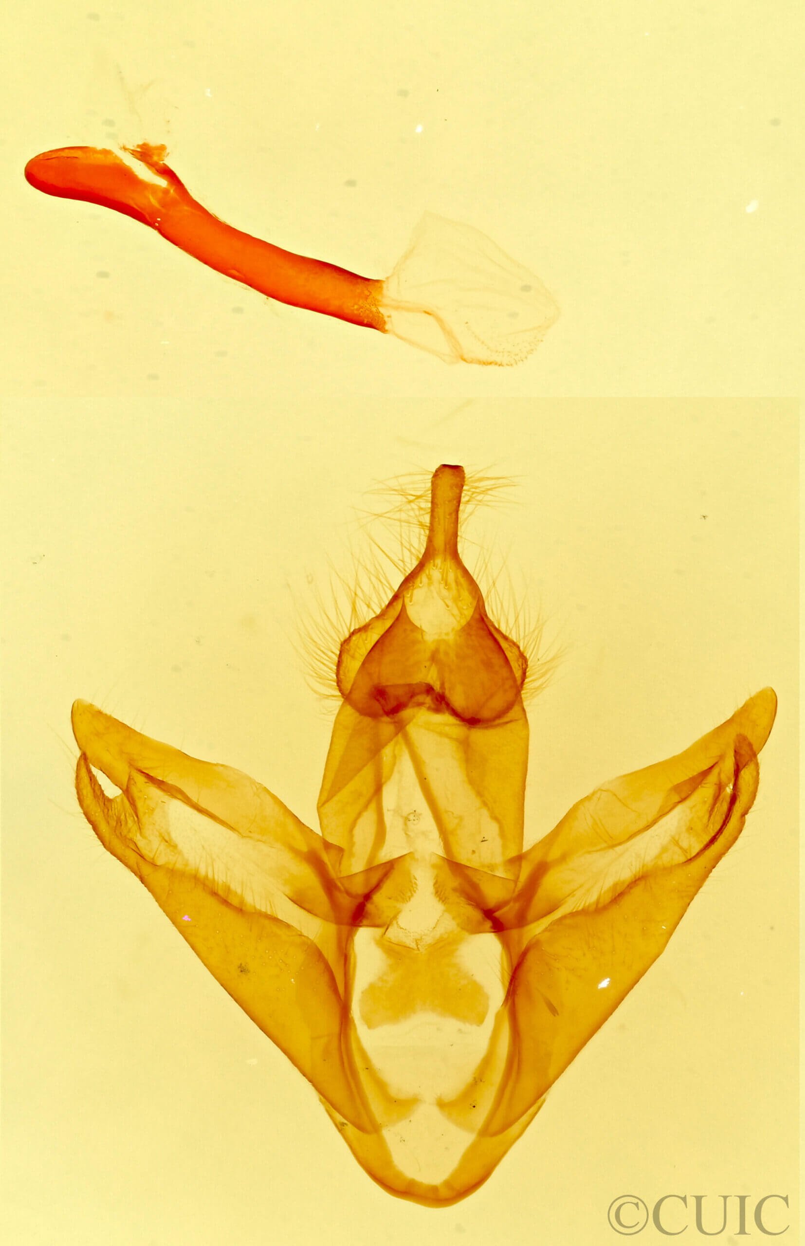 genitalia view of adult Pseudohemihyalea nr. ambigua