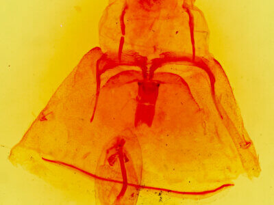 genitalia view of adult Pseudohemihyalea nr. ambigua