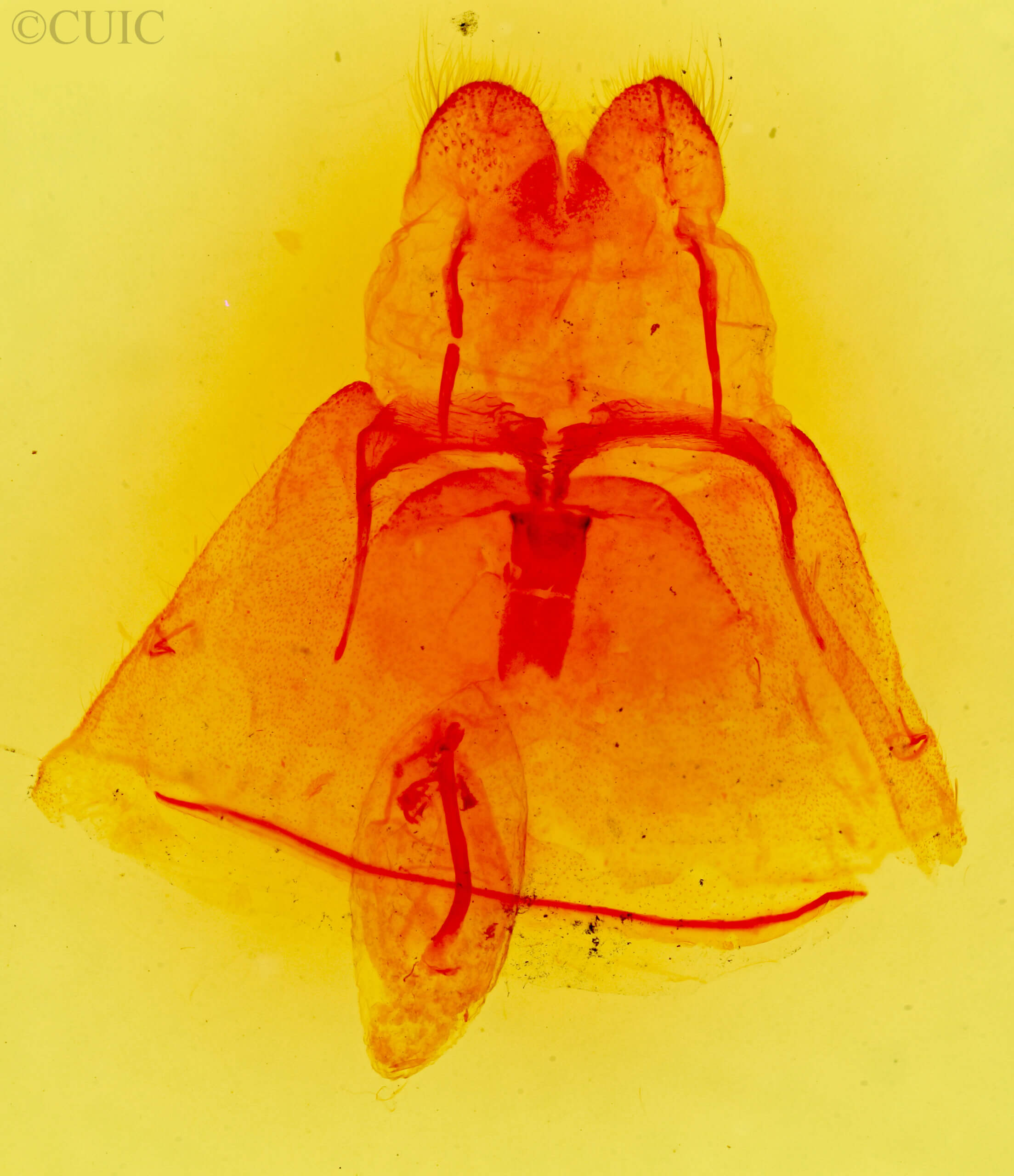 genitalia view of adult Pseudohemihyalea nr. ambigua