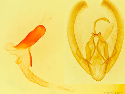 genitalia view of adult Condica albolabes