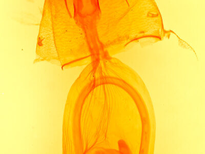 genitalia view of adult Condica albolabes