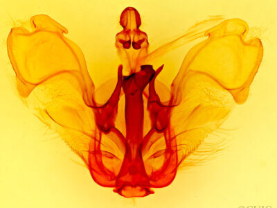 genitalia view of adult Pentobesa xylinoides