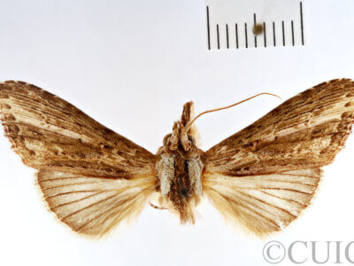 dorsal view of adult Pentobesa xylinoides