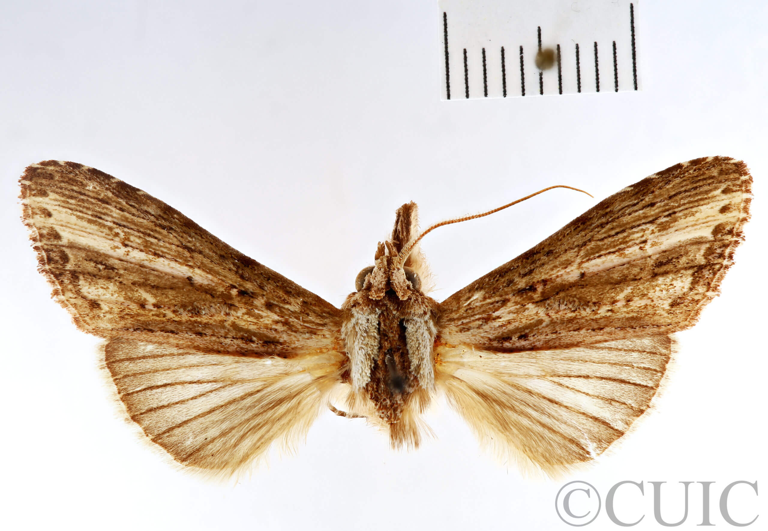 dorsal view of adult Pentobesa xylinoides