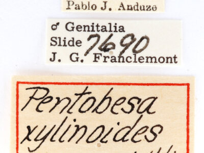 label view of adult Pentobesa xylinoides