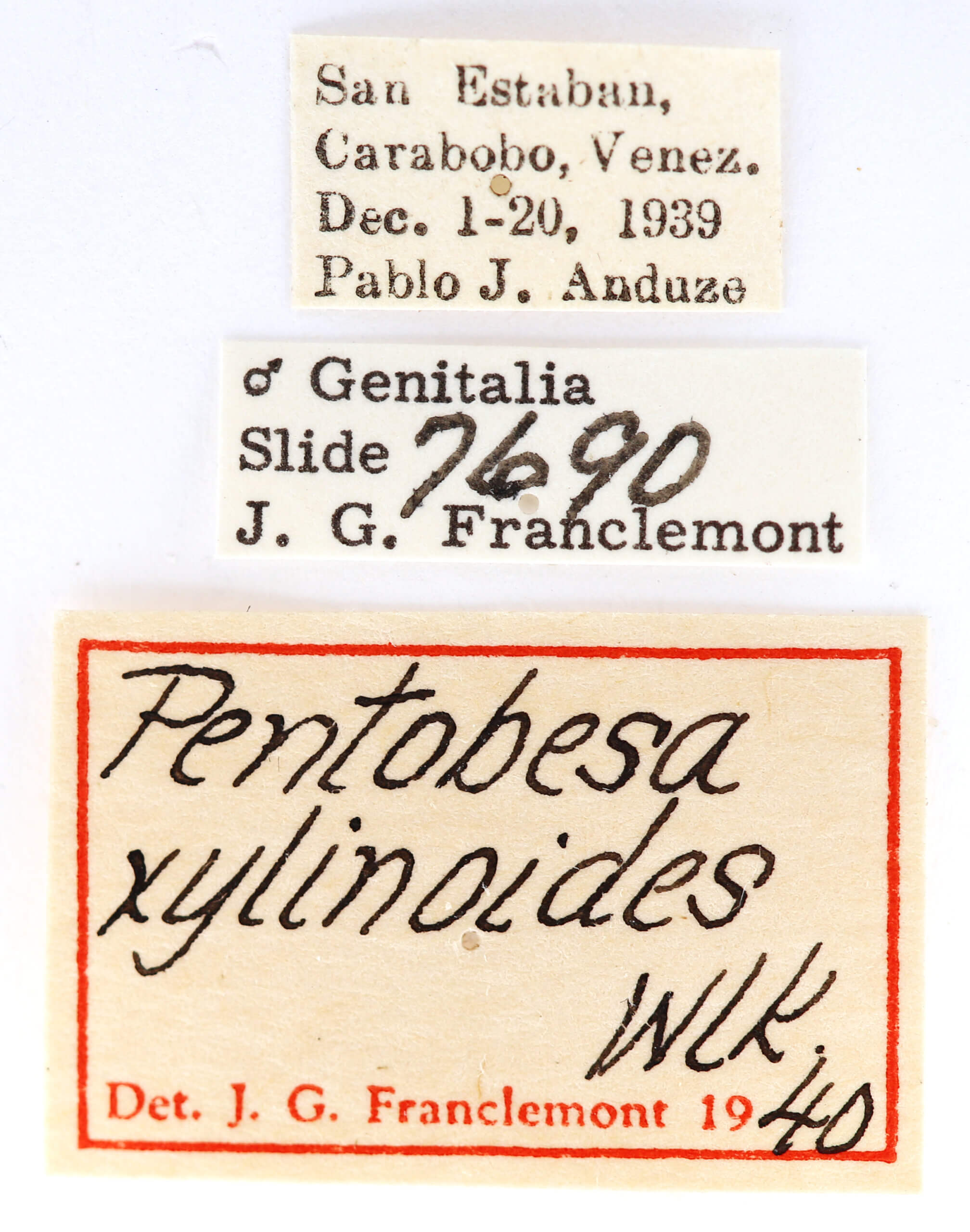 label view of adult Pentobesa xylinoides