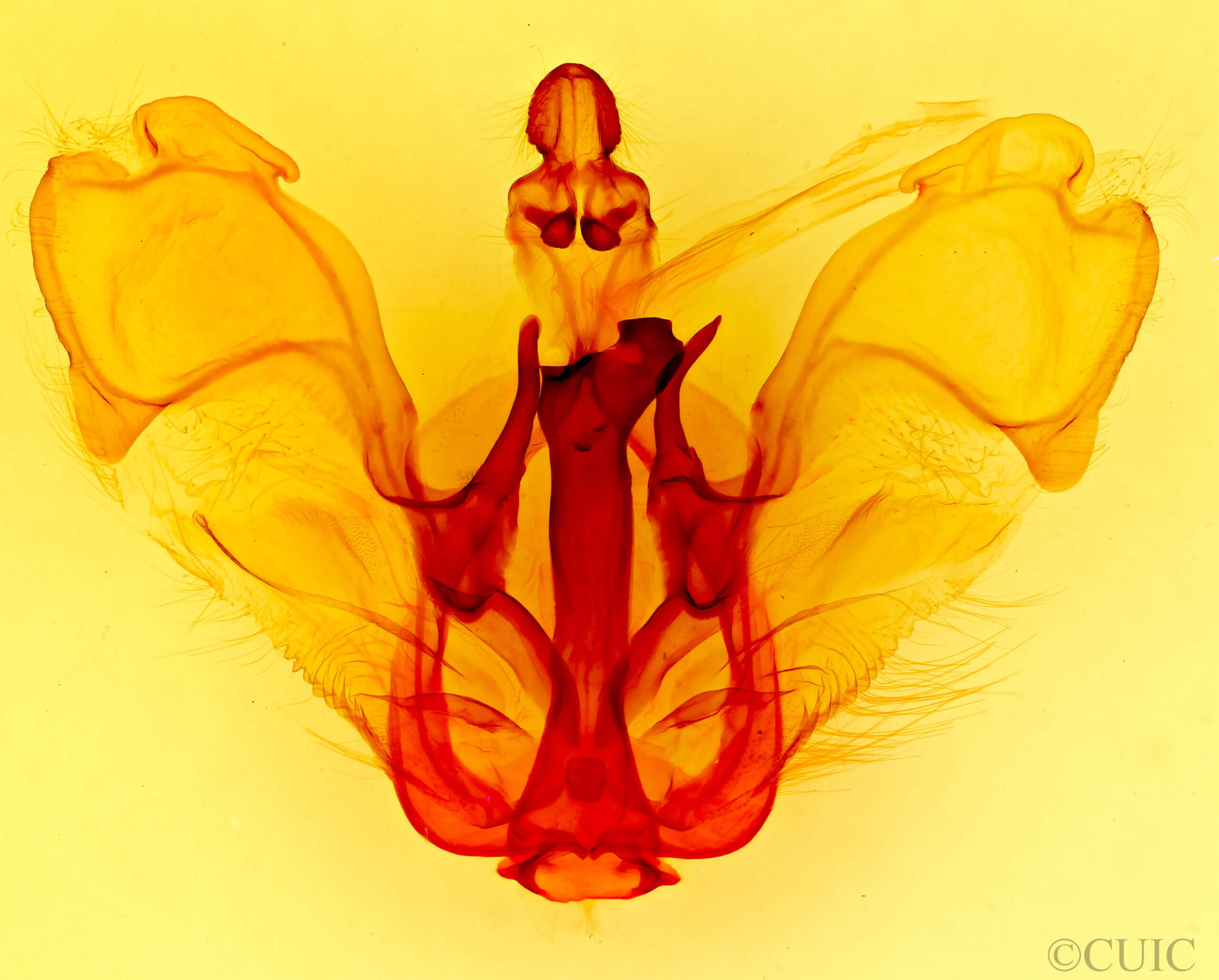 genitalia view of adult Pentobesa xylinoides