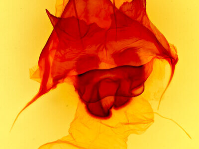 genitalia view of adult Pentobesa xylinoides